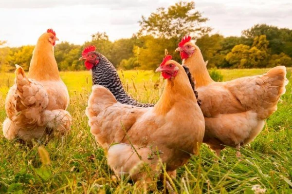 Do domestic chickens really turn red from strong emotions?
