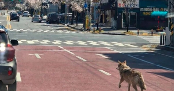 Drew a Wolf — Faced Jail Time: In South Korea, an AI Joke Led to Panic and a Rescue Operation
