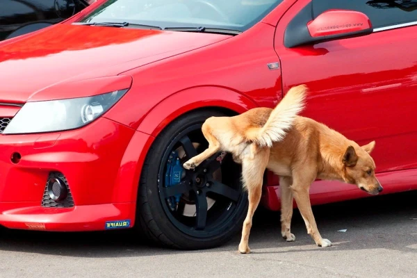 Dog Etiquette Italian Style: Livorno Requires Cleaning Up After Pets