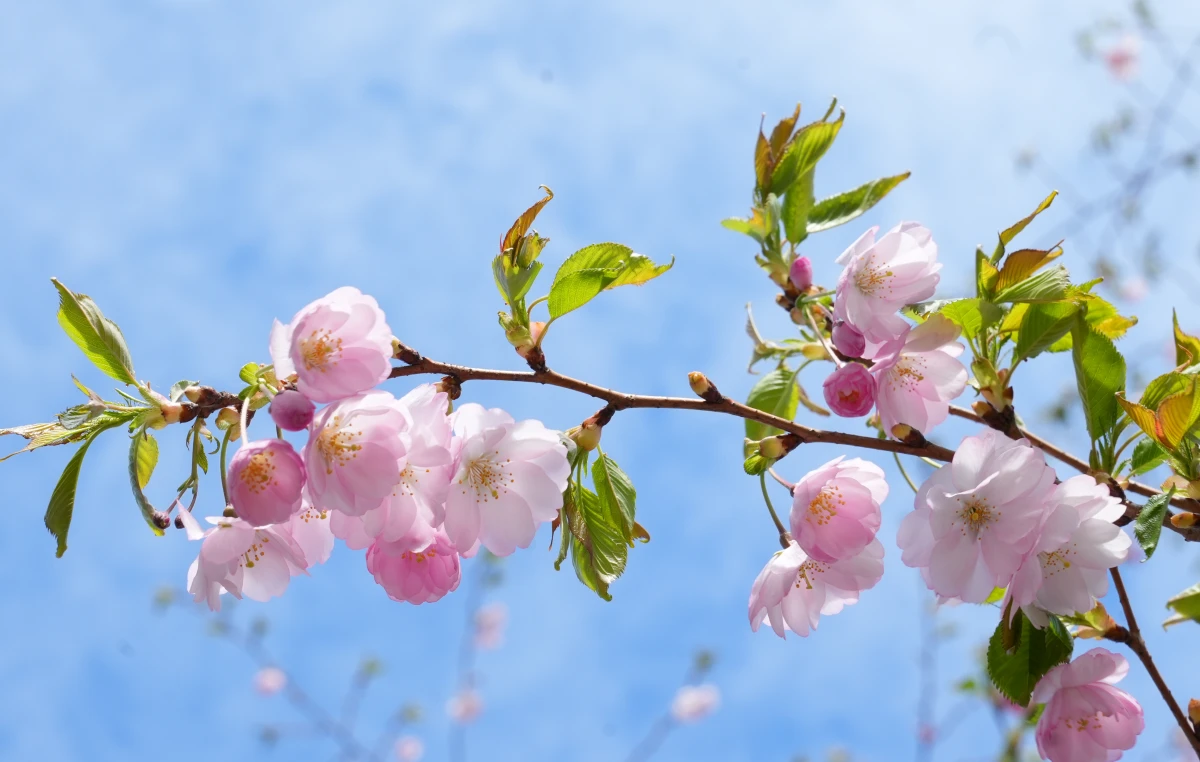 Sunday is expected to be warm but cloudy