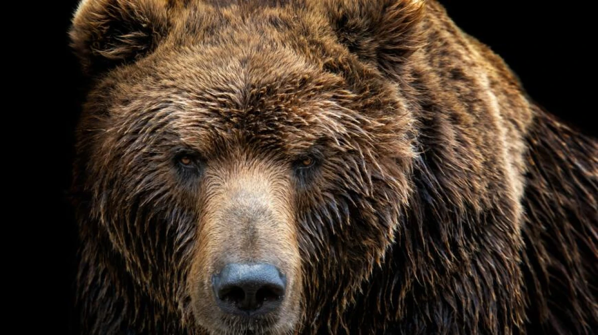 Attention, a bear is roaming around Tallinn