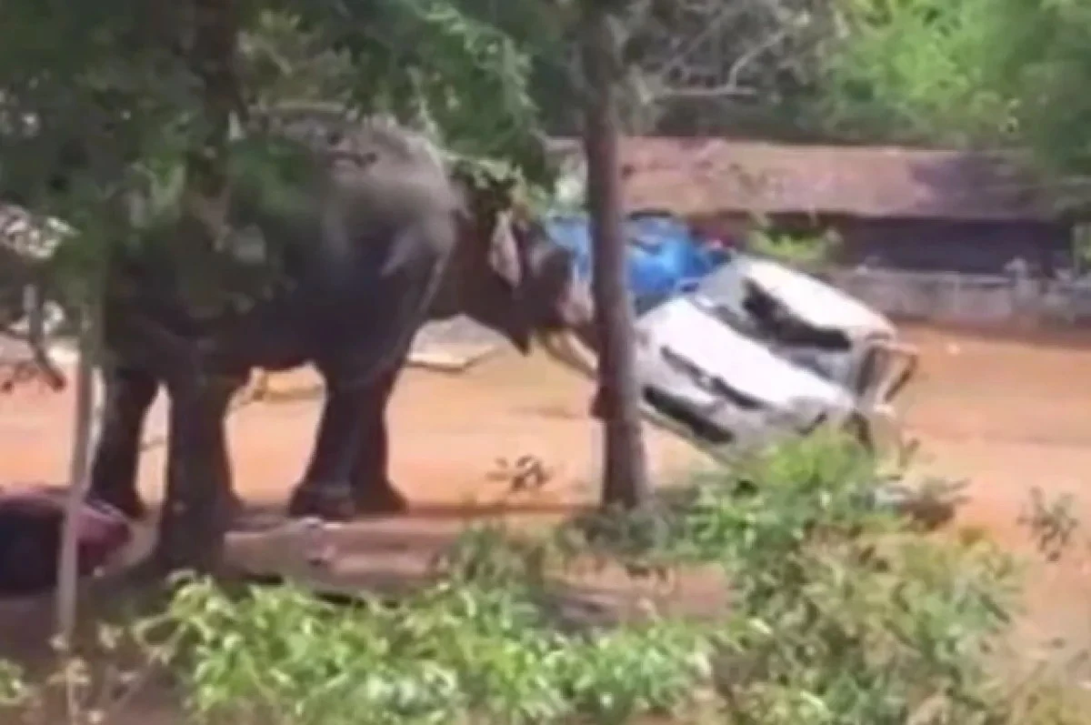An elephant in India escaped from a festival and trampled a man to death