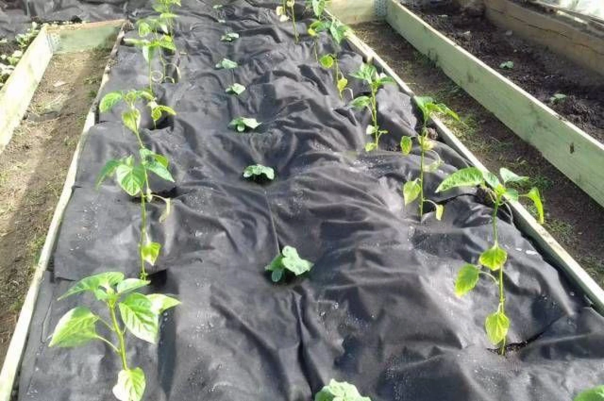 What to Plant in May: Planting Tips