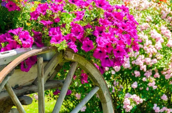 TOP-10 Most Impressive Flowers for the Summer Garden
