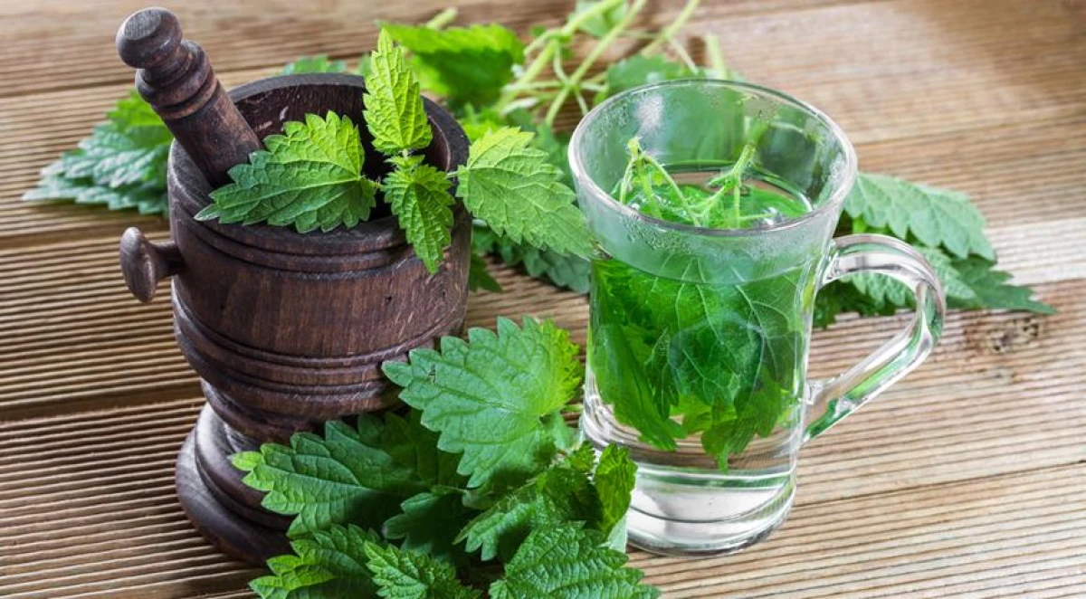 The Benefits and Harms of Young Nettle: Causes of Burning and Cooking Tips