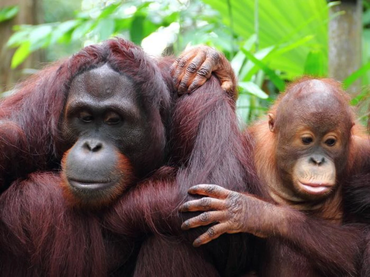 How an Orangutan with an Injured Eye Healed His Wound on His Own