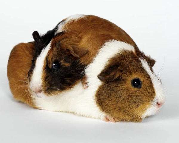 Where Did the Name Guinea Pigs Come From?