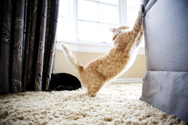 How to Train a Cat Not to Ruin Furniture