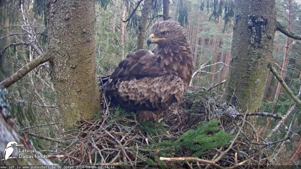 Eagles Are Breeding in Latvia – Not the Large Ones, but the Small Ones