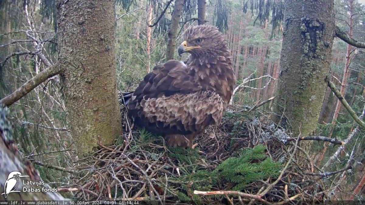 Eagles Are Breeding in Latvia – Not the Large Ones, but the Small Ones