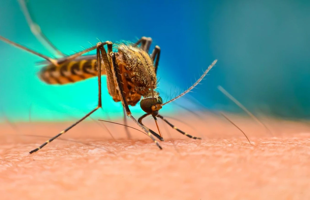 Why Mosquitoes Bite You: Unexpected Reasons