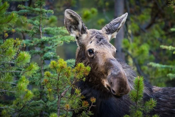 Moose in Latvia Have Started to Run Chaotically Near Roads: How to Behave Properly?
