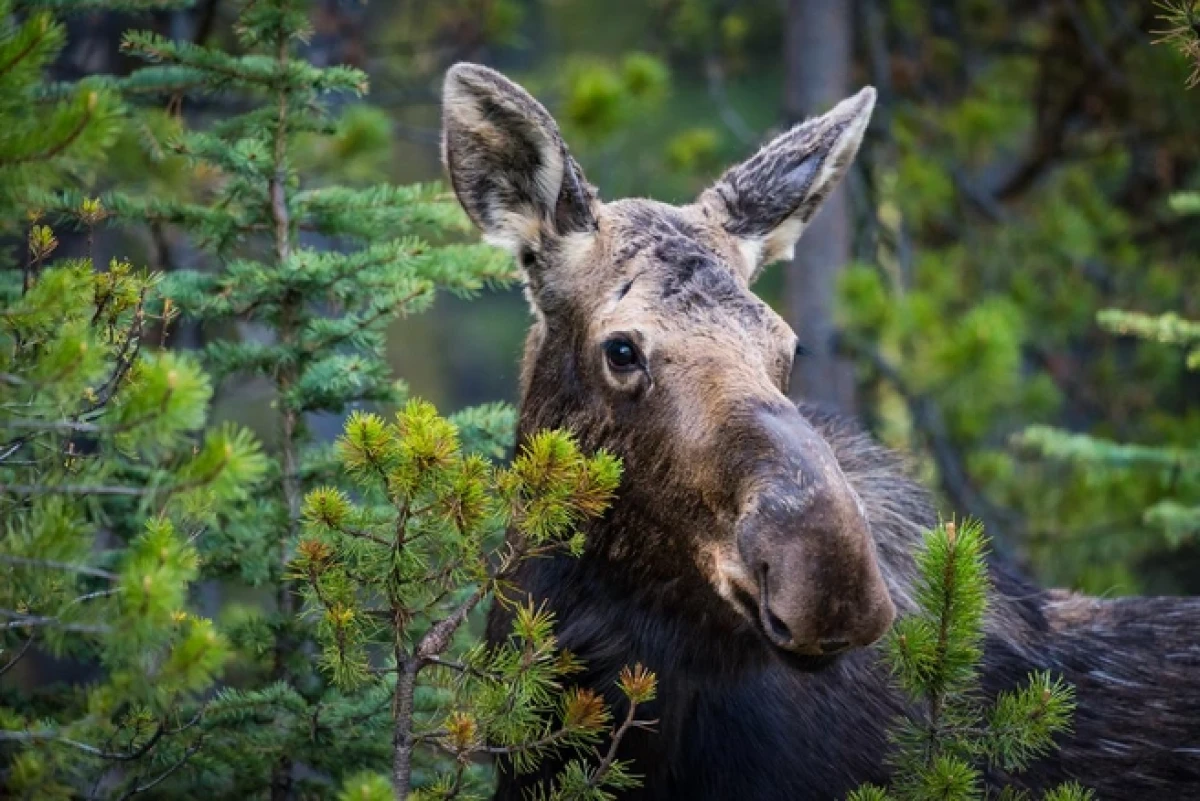 Moose in Latvia Have Started to Run Chaotically Near Roads: How to Behave Properly?