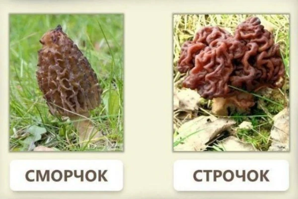 How to Distinguish Poisonous Morels from Edible Morels?