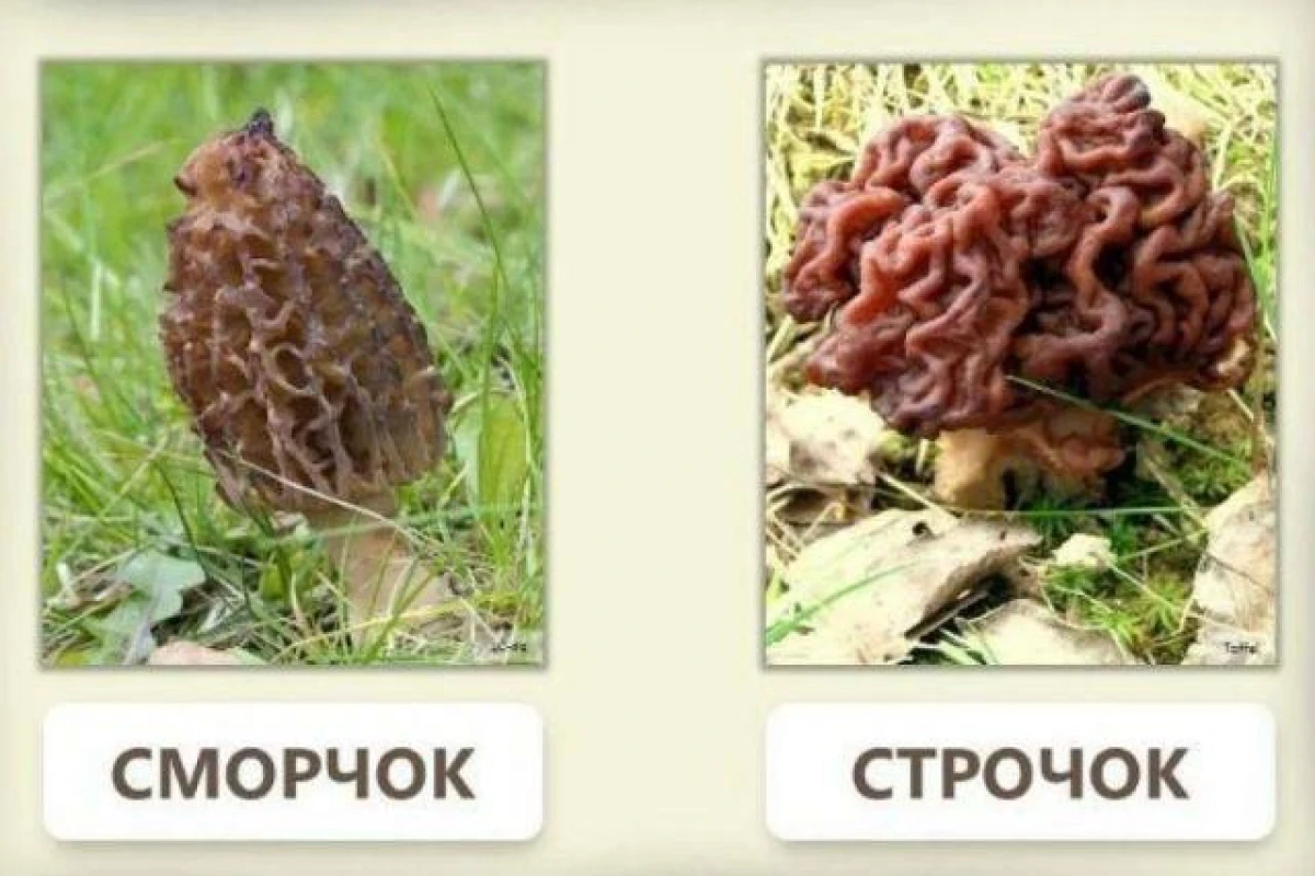 How to Distinguish Poisonous Morels from Edible Morels?