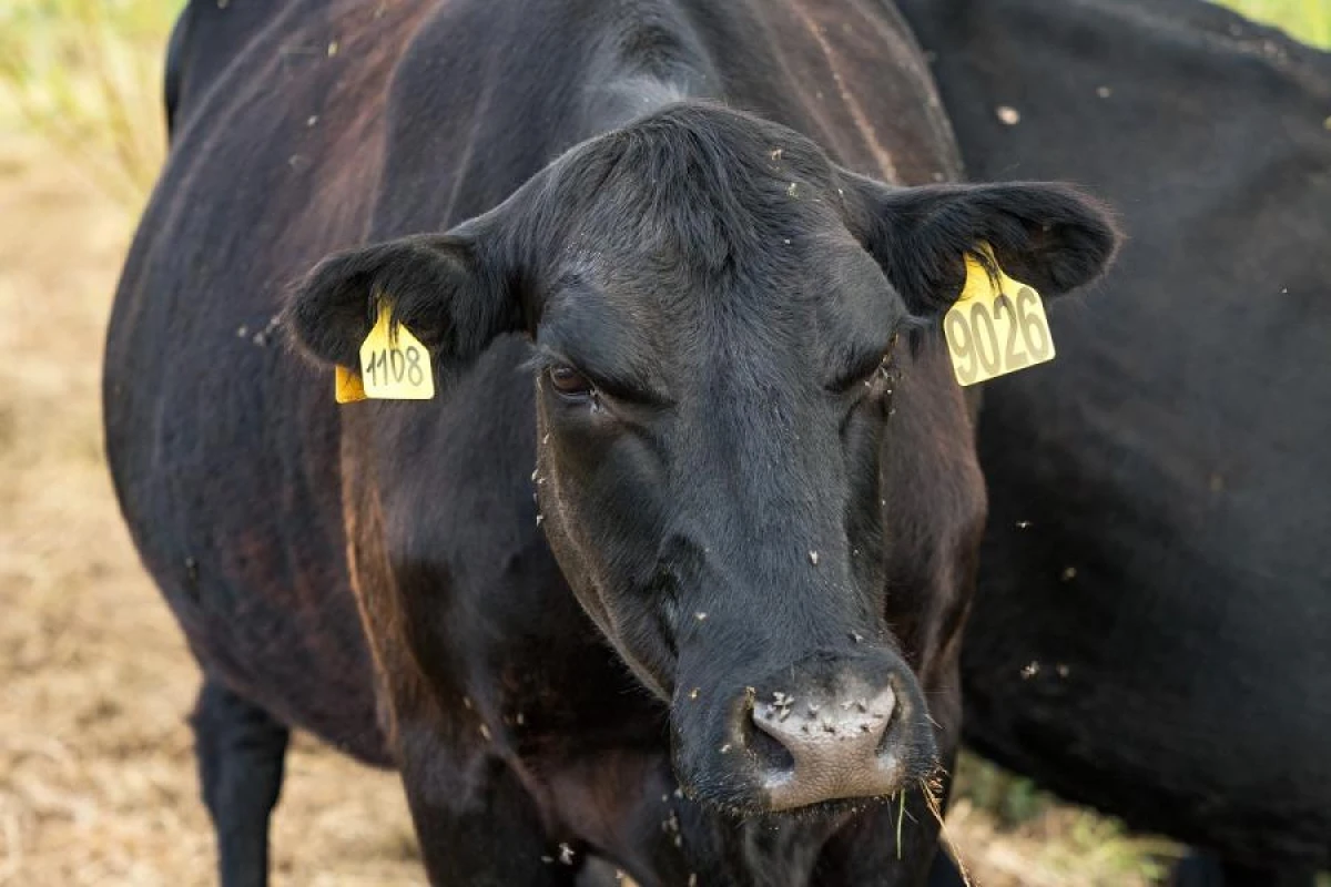 7.4 Million Livestock Lost in Mongolia