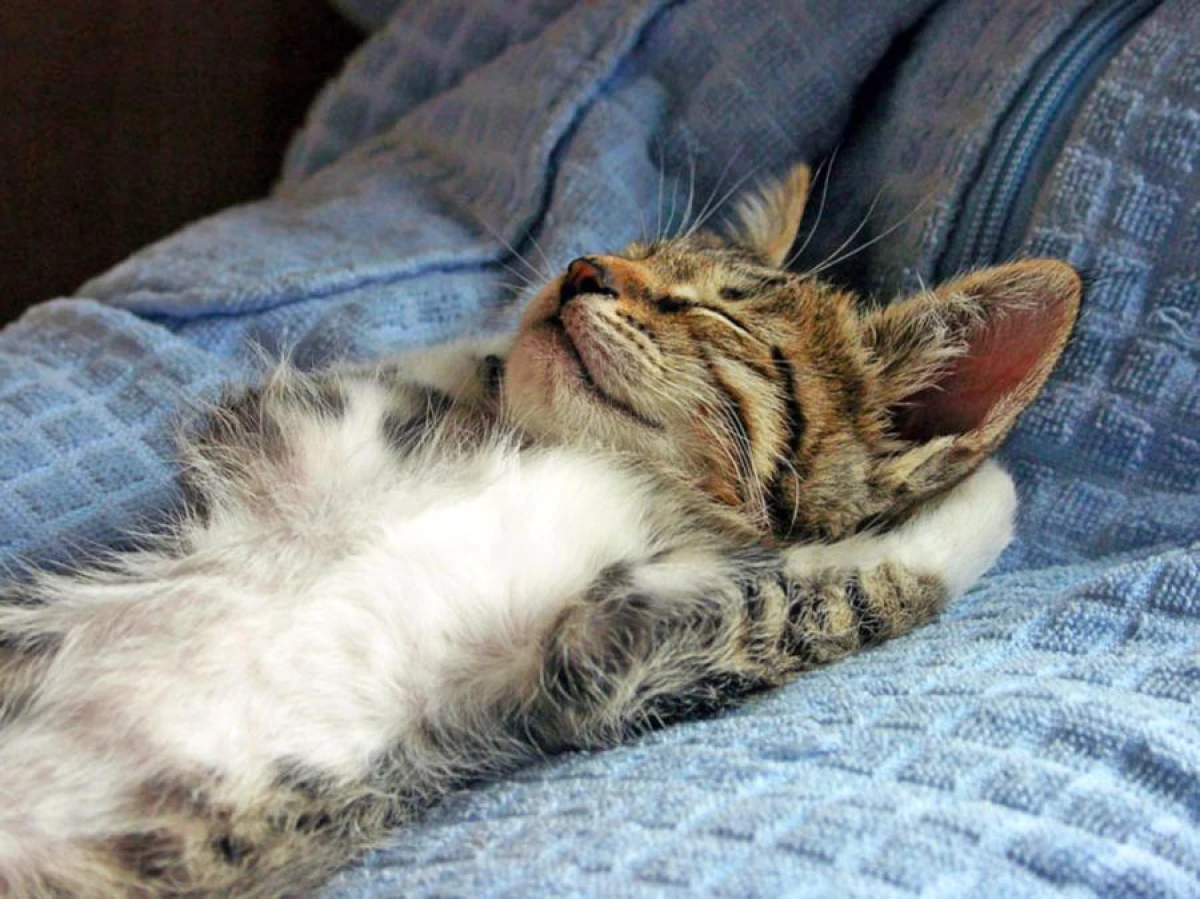 Research Reveals the Secret of Why Cats Always Land on Their Feet