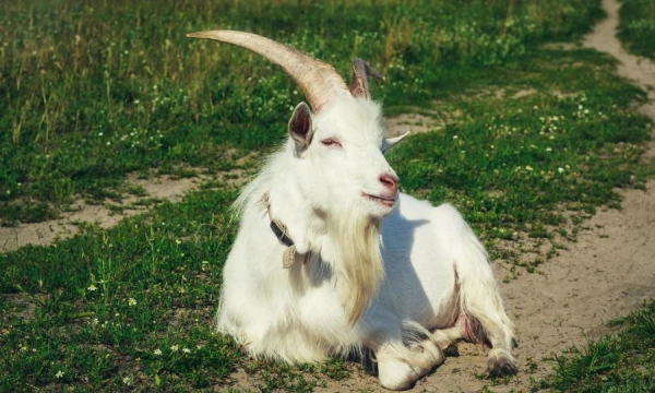 Why Do Goats Have Beards?