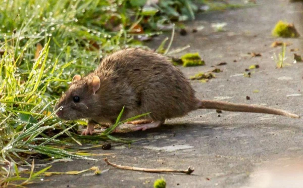 Are there cannibal animals?