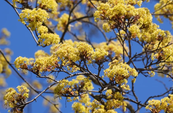 Sunny and up to +22: Latvia will warm up on Tuesday
