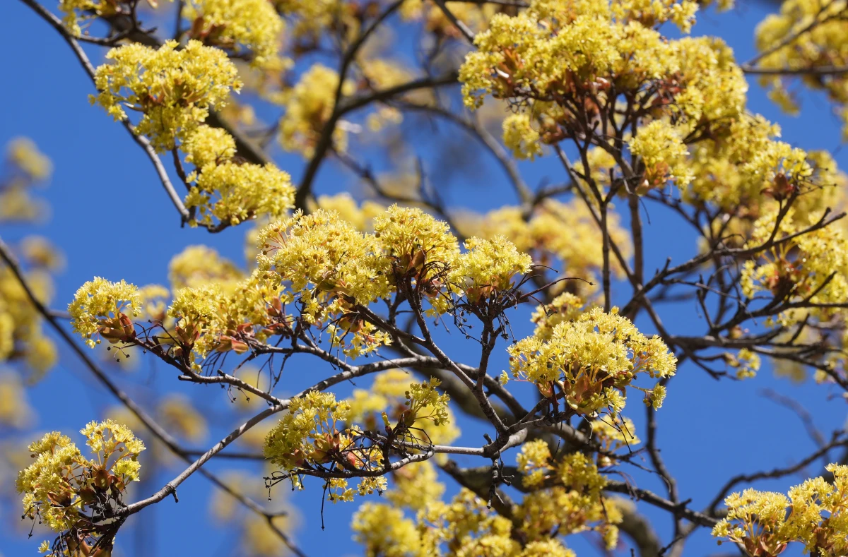 Sunny and up to +22: Latvia will warm up on Tuesday