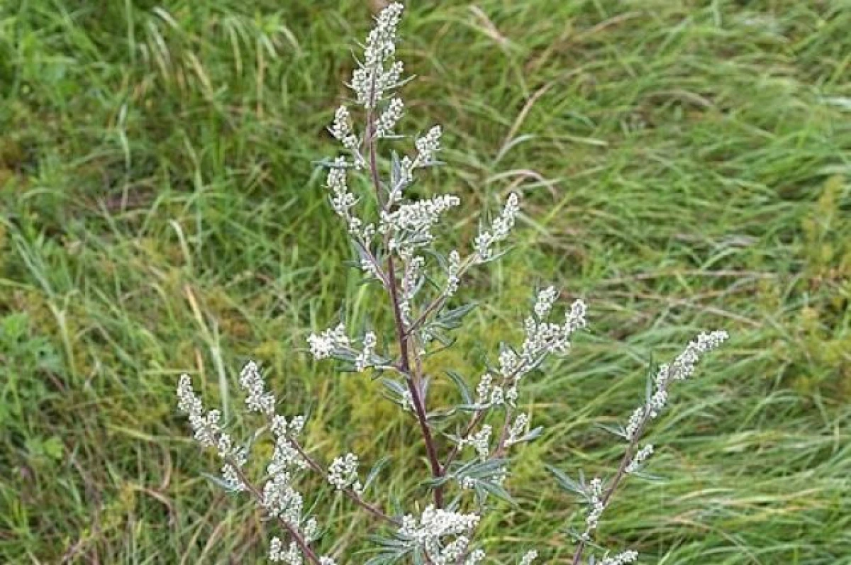 Chernobyl Plant Came to Latvia from Chernobyl? The Whole Truth About the Ambiguous Plant from Your Garden