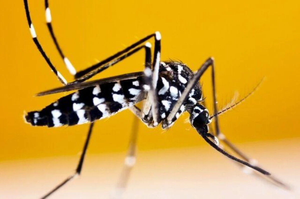 UAE Authorities Launch Large-Scale Campaign Against Mosquitoes