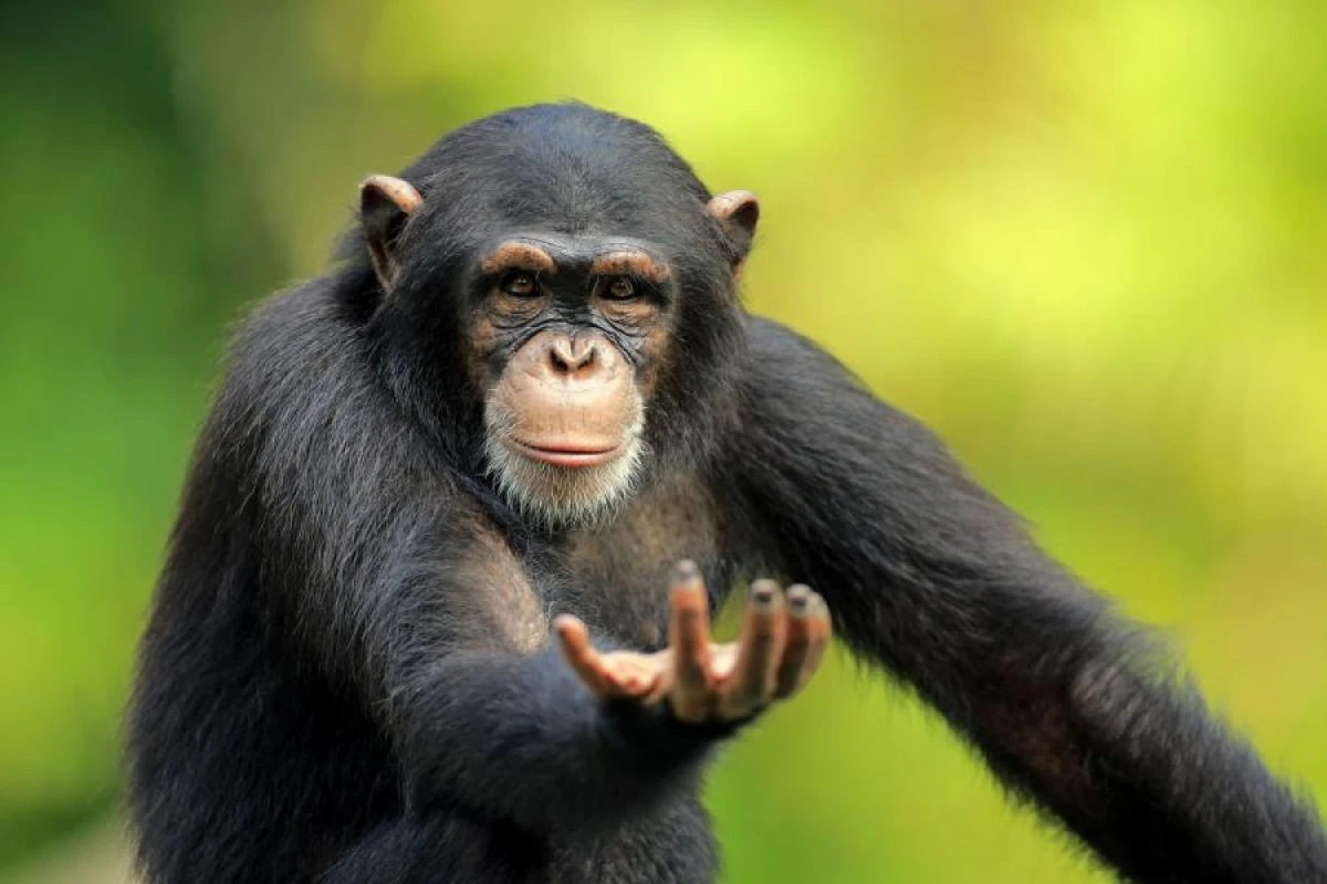 Is it possible to produce fertile offspring between humans and other species?