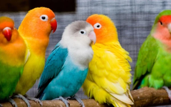 How Smart Birds Came Up with the Idea of Killing Other Birds' Chicks