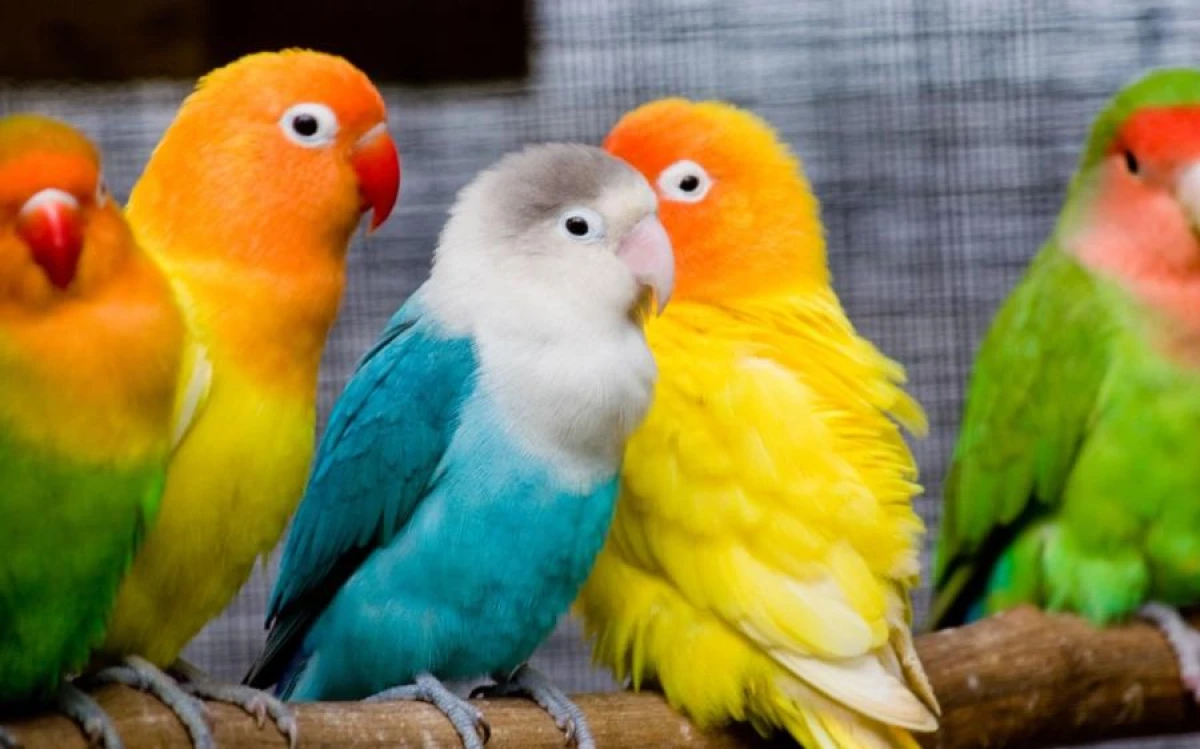 How Smart Birds Came Up with the Idea of Killing Other Birds' Chicks