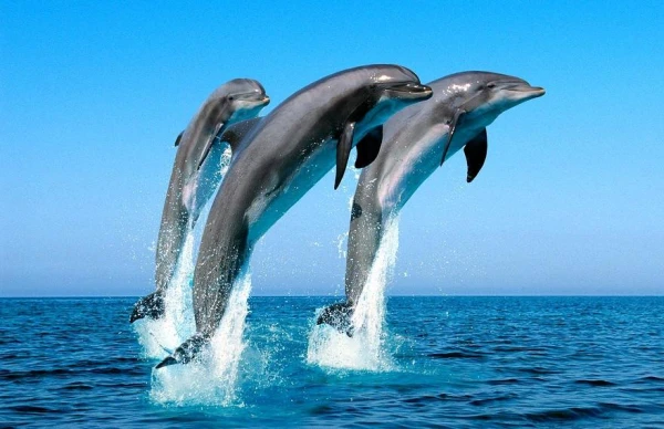 Is there a fear of sharks towards dolphins?