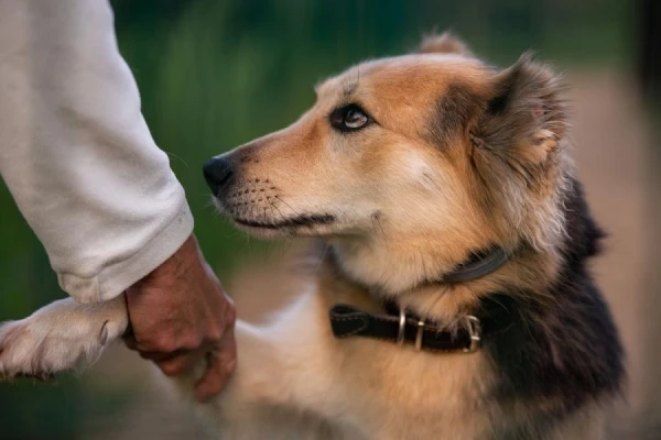 How to Properly Brush Your Dog's Teeth and Is It Necessary
