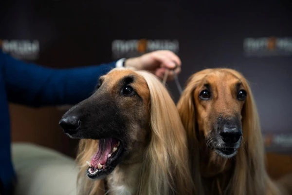 Which Dog Breeds Are the Hardest to Train