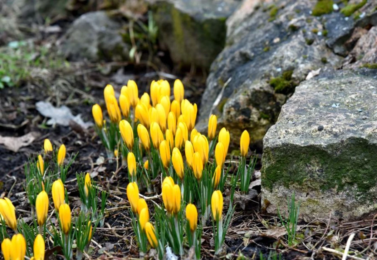 April turned out to be colder than normal and almost without rain
