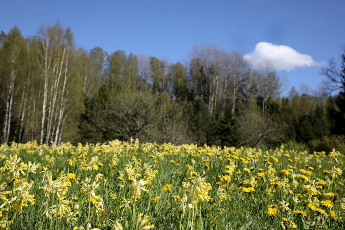 Up to +17, but with surprises: what the weather will be like on the weekend