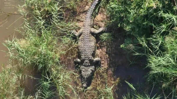 In South Africa, a crocodile ate a hotel owner and five other people