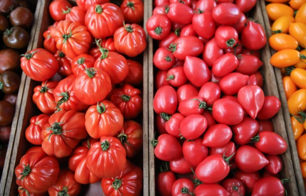 Tomato Imports to Latvia Set Record — Prices Rise While Local Production Decreases
