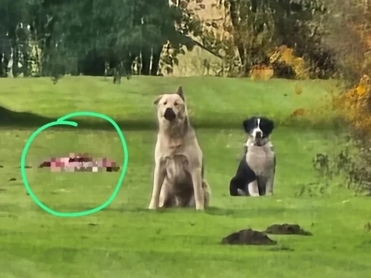 The Case of the Shooting of Three Dogs in Bauska Municipality Transferred to Court