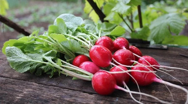 Radish — a small vegetable with a big effect: how it is beneficial in spring