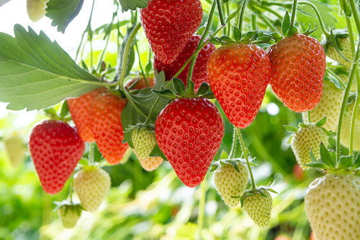 May Decides Everything: What to Feed Strawberries to Make the Berries Sweet and Large