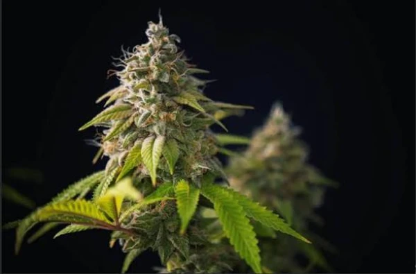 Students Will Be Educated About Cannabis