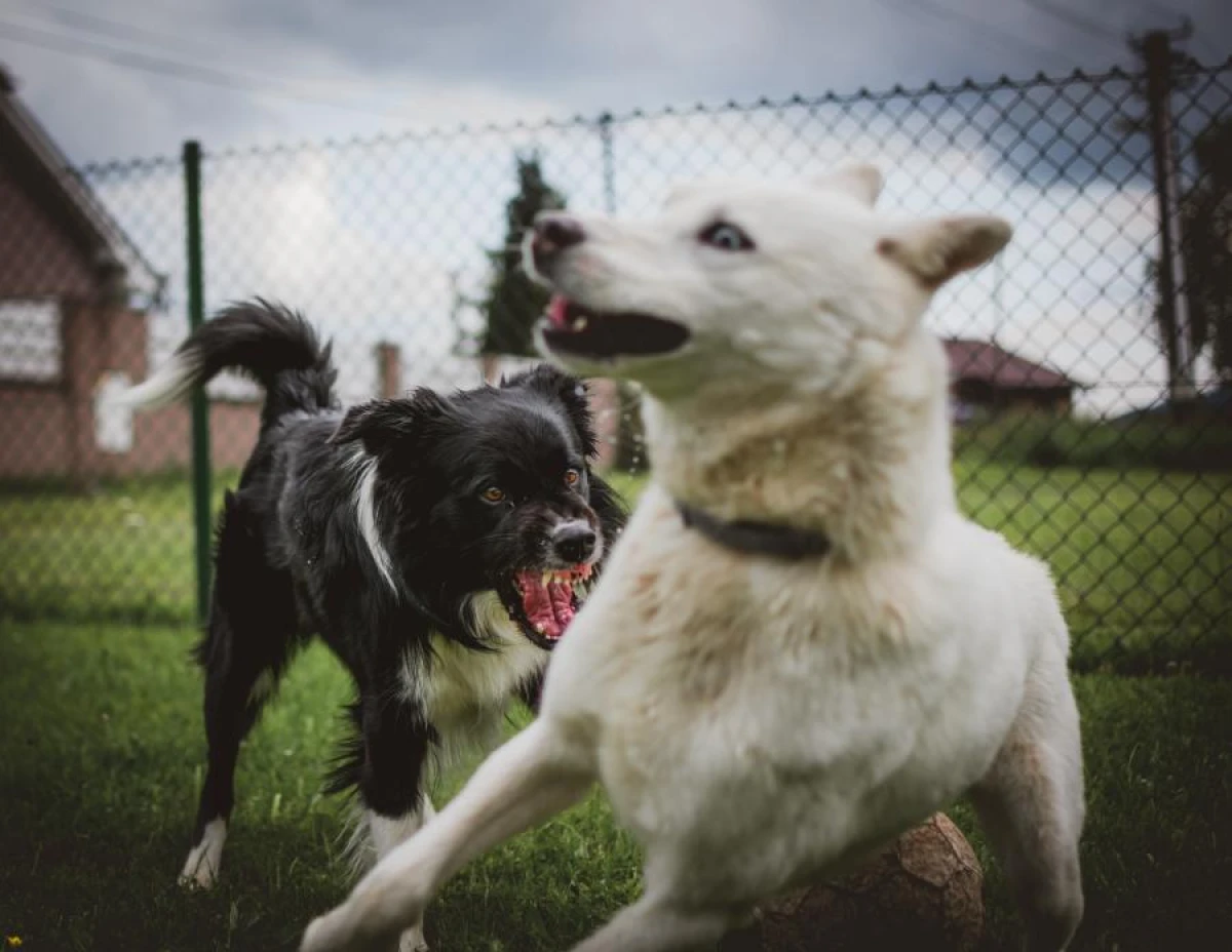 The Dog Trainer Shared Tips for Calming an Overexcited Dog