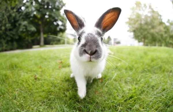 Not Just Valuable Fur: 11 Amazing Facts About Rabbits