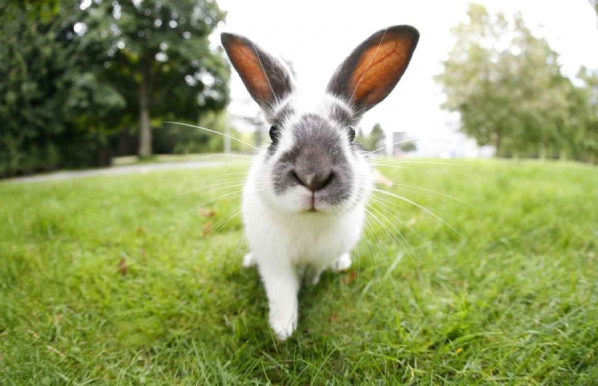 Not Just Valuable Fur: 11 Amazing Facts About Rabbits