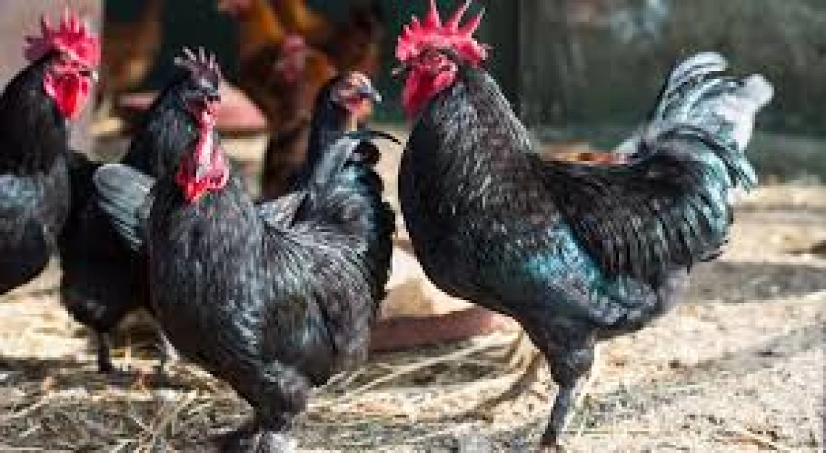 Black Chicken: What Kind of Bird Is It and How to Cook It