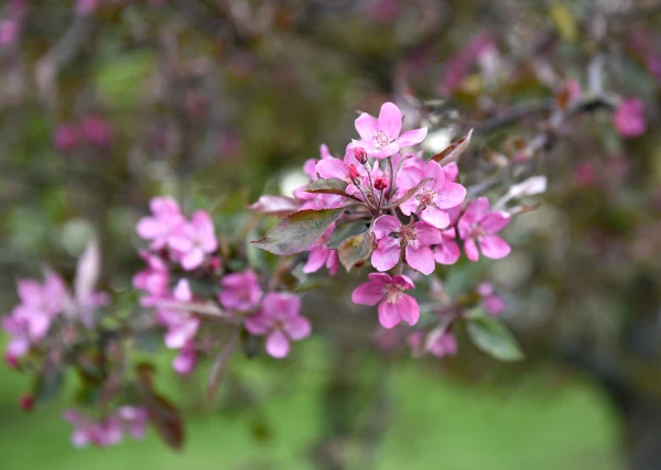 Rain will shift east: precipitation will be heavier in Latgale