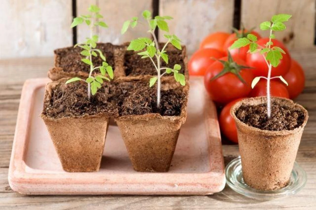 What to Feed Tomato and Pepper Seedlings?