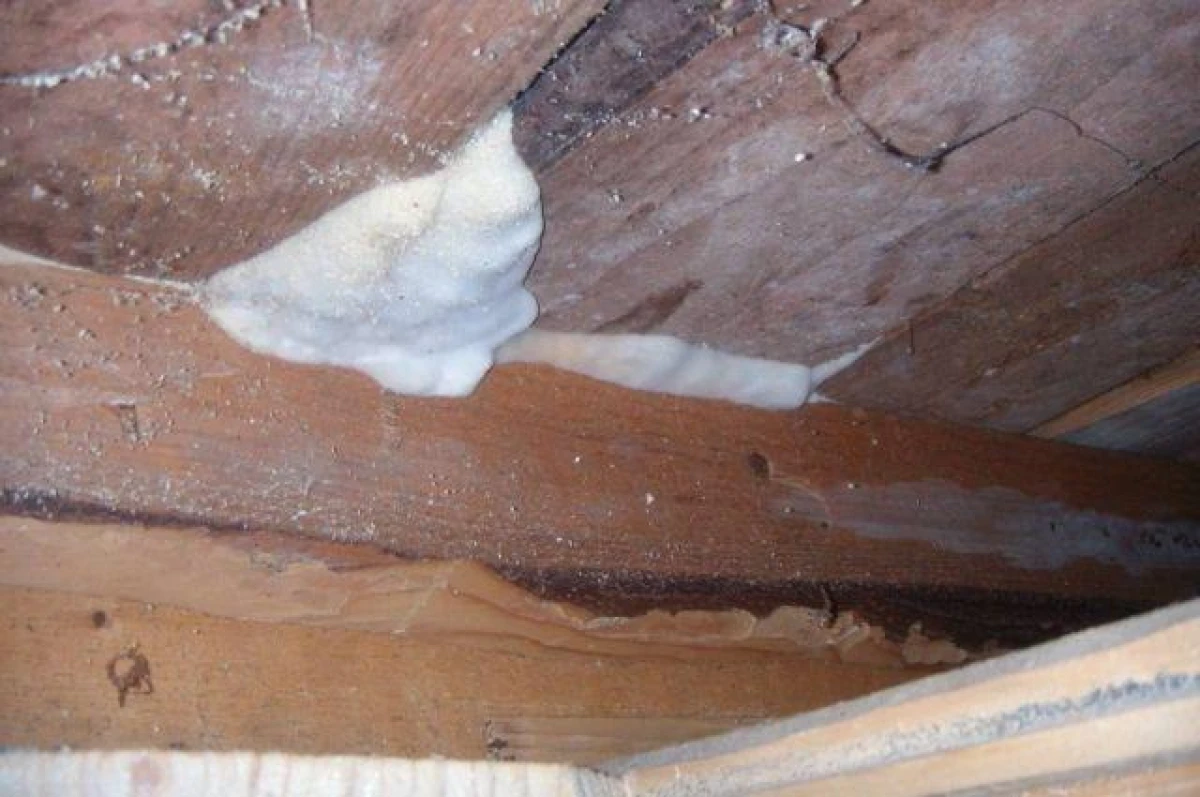 How to Get Rid of House Mold?
