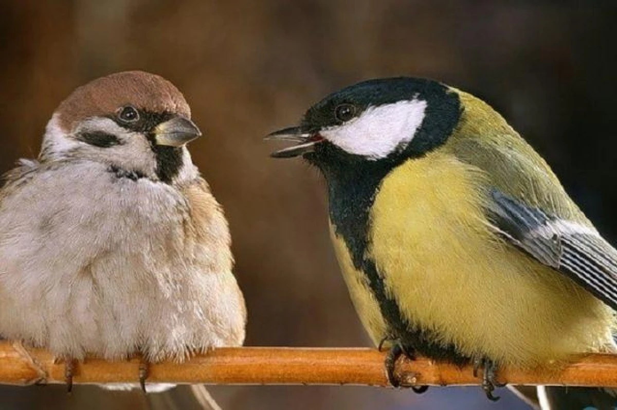 Why can tits attack sparrows?