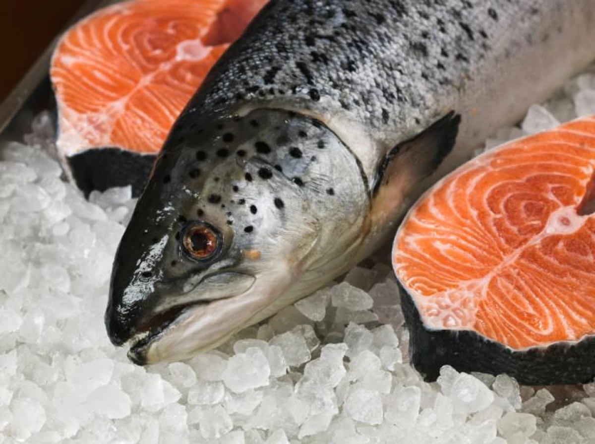 Why is fish sometimes red and sometimes white?